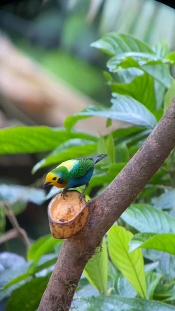 Multicolored Tanager - Birds of Colombia - Manakin Nature Tours смотреть онлайн