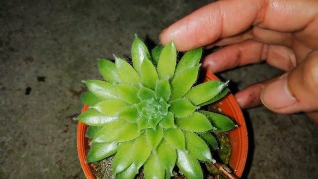Macamana cara membiakkan Sempervivum yg tak beranak? Jom tengok mudah sahaja смотреть онлайн