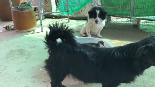 Loa loa xin thông báo ! đội trích cồ của cô ten lại có thêm 2 thành viên mới nữa | CÔ TEN VLOG смотреть онлайн