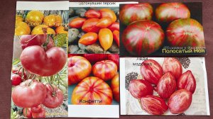 Посев Томатных Гномов, Петунии и Остеоспермум из самосборных семян. Тестирую АМИНОЦИМУС.