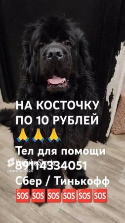 ЧЕЛОВЕК ПОМОГИ 🙏🆘