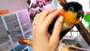 Попугай каик Луша ласкается.