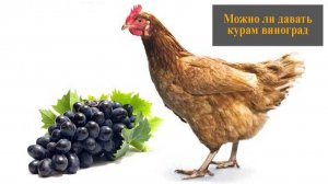 Можно ли давать курам виноград