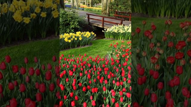 Springtime Preparedness from Allergies Picture