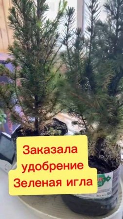 Ель Коника из самоката сохнет😭дала прирост. #сад  #коника #хвойные #удобрение #растения #ельконика