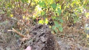 Дицентра Валентина. Посадка. Догляд. Філософія))