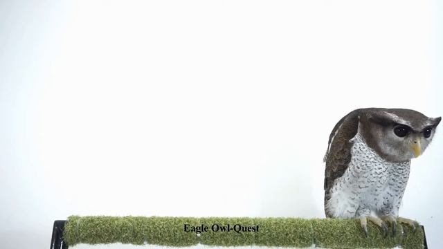 What a Majesty beautiful Eagle Owl (Prince) フクロウ ワシミミズク сова сыч филин 雕鸮 猫头鹰 올빼미목 Burung Hantu