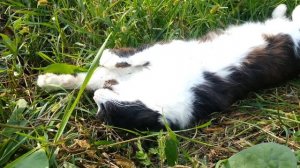 Храпящая кошка (Snoring cat)