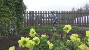 6 соток 21 сентября. Много летние георгины убраны на хранение. Сажаю гортензию..