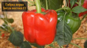 Гибрид перца Звезда востока F1