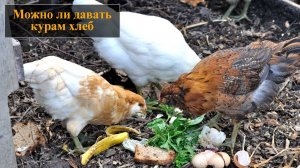 Можно ли давать курам хлеб
