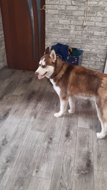 Хаски Байкал обожает КОШЕК смотреть онлайн