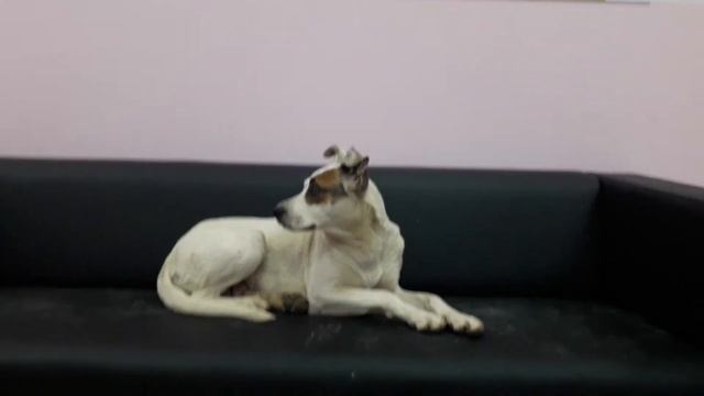 #собака #лишить на / диване / как #дома 😁👍 29 12 2020 смотреть онлайн