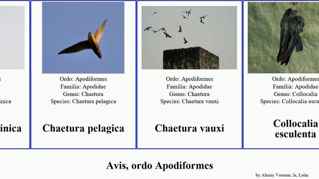 Avis, ordo Apodiformes aerodramus apus chaetura collocalia cypseloides bird niger cassini maximus смотреть онлайн