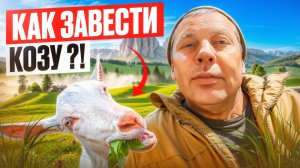 Как завести козу?🐐 Советы для начинающих: содержание, разведение, уход🌾🏠👍 #МоеПодворье