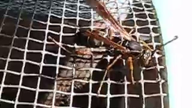 Male Polistes behavior смотреть онлайн