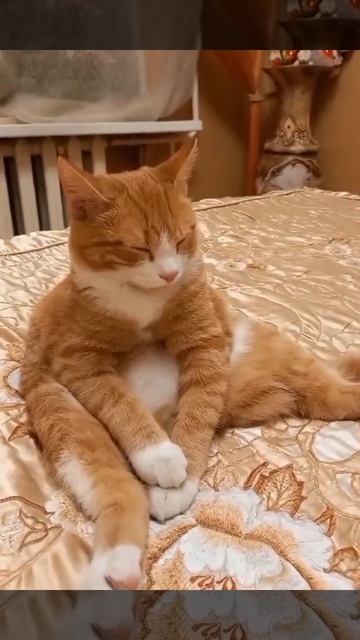 КОТ ЖИВЁТ!!!))) смотреть онлайн