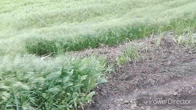 #ОгородныеРаботы #ЖизньВселе  Пропалываю сорняк/Всходят кабачки/Жизнь в селе.