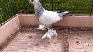 Таджикские сизохвостые черноносые голуби. По просьбе наших подписчиков. Голубевод Sergej Peters.