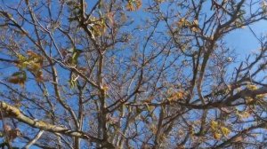 Цветет грецкий орех