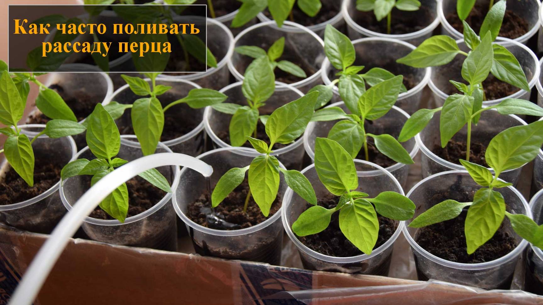 Поливать рассаду перца смотреть онлайн
