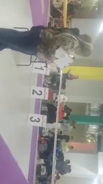 Сравнение собак на выставке 10 февраля смотреть онлайн