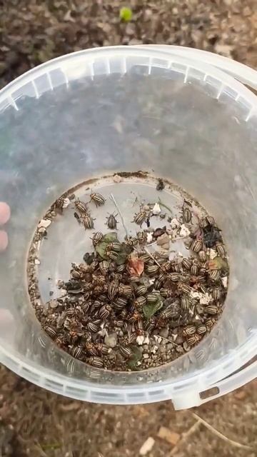 жук колорадский смотреть онлайн