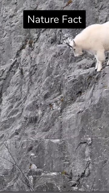 Nature Fact #factshorts #nature #trivia смотреть онлайн