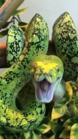Древесный питон 🐍 #shorts #reptiles #snake
