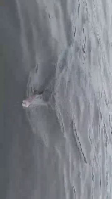 Плотва на фидер смотреть онлайн