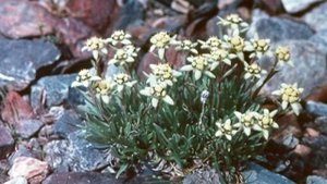 Александр Маршал. "Беззаботный и беспечный"