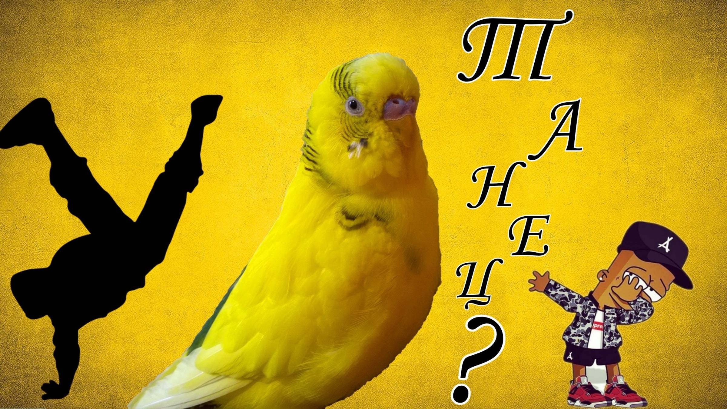 СМОТРИТЕ КАК ТАНЦУЕТ ВОЛНИСТЫЙ ПОПУГАЙ!?