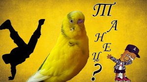 СМОТРИТЕ КАК ТАНЦУЕТ ВОЛНИСТЫЙ ПОПУГАЙ!?
