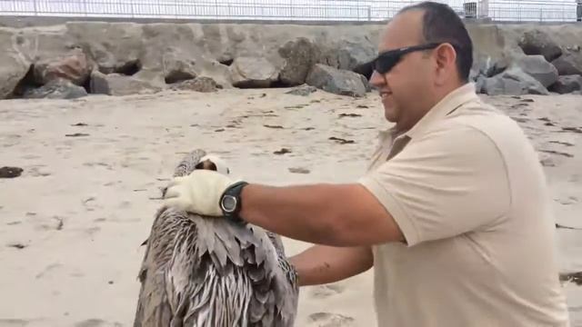 Sick pelican on the beach смотреть онлайн