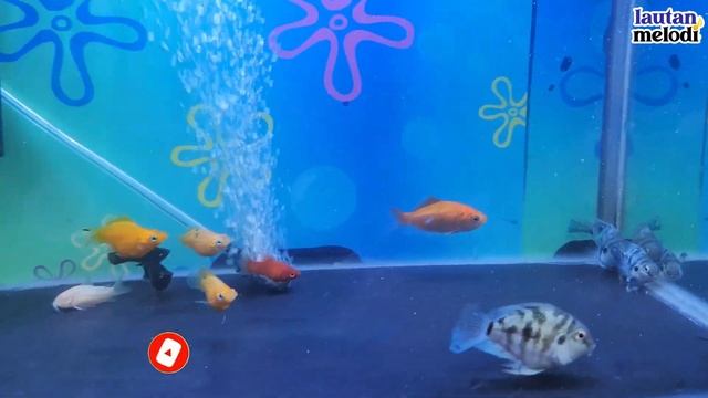 Colorful surprise eggs, lobster, snake, cichlid, betta fish, weasel, butterfly fish, discus смотреть онлайн
