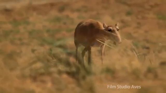 Saiga Documentary смотреть онлайн