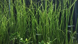 Tudo sobre Vallisneria Nana