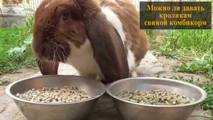 Можно ли кормить кроликов свиным комбикормом