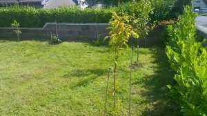 Flavor Supreme Pluot review in Cork, Ireland