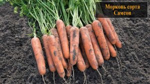 Морковь сорта Самсон
