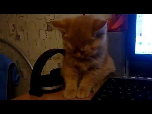 доминант смотреть онлайн