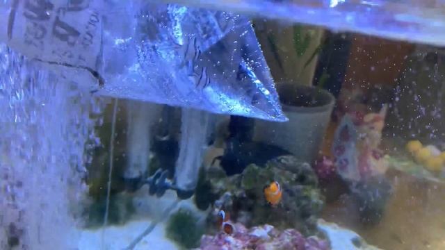 #Emperor##cardinal#fish#or#Banggai#cardinal#fish смотреть онлайн