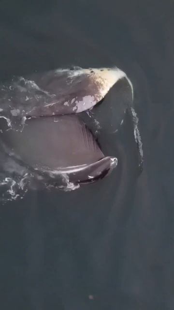 Кит кушает планктон #шантарскиеострова #киты #кит #бухтаврангеля #шантары смотреть онлайн