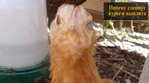 Почему могут слепнуть куры