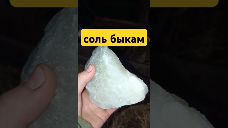А вы даёте своему хозяйству соль? ТГК: DanilaFermer #shorts #video #farming
