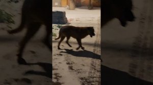 Холод.Мороз. Наш поселок занесло снегом