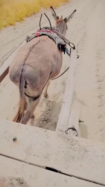 garibon ki Kar Now model Hunda Civic kesi hai 🥀🥺🌠#Mushrafabbas смотреть онлайн