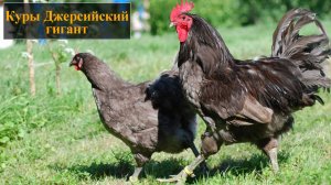 Порода кур джерсийский гигант