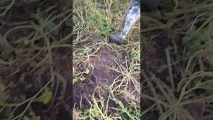 картофель сорт Алладин Шарлыкский район село Новоникольское.
