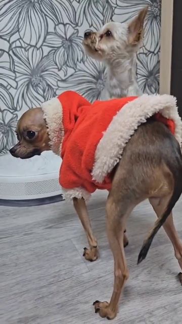 у меня пропали штаны #viral #youtube #ютуб #gaming #shorts #short смотреть онлайн